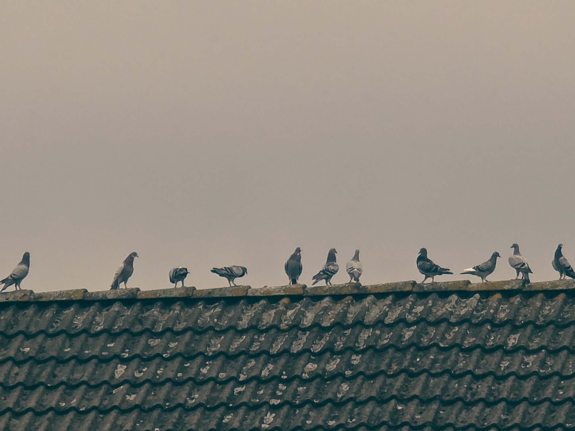 Rij duiven op de nok van een dak
